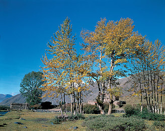 Juliaann办公室与黑人：多元团队魅力绽放，Juliaann办公室成焦点-1
