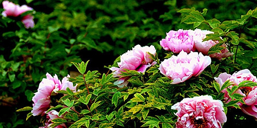 性8sex8春暖花开入口:春暖花开:游戏新宠,视觉盛宴-2